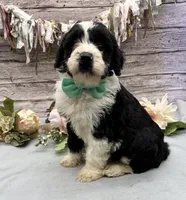 Felix, a male Portuguese Water Dog for sale in Rogers, OH – 5 of 7