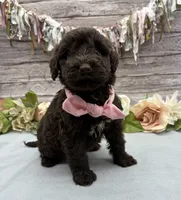 Faith, a female Portuguese Water Dog for sale in Rogers, OH – 5 of 5
