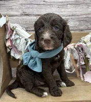 Kane, a male Springer Doodle for sale in Rogers, OH – 4 of 10