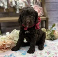 Kylie, a female Springer Doodle for sale in Rogers, OH – 4 of 10