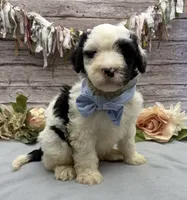 Frito, a male Portuguese Water Dog for sale in Rogers, OH – 3 of 6