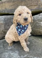 Samson, a male Goldendoodle for sale in Rogers, OH – 6 of 6