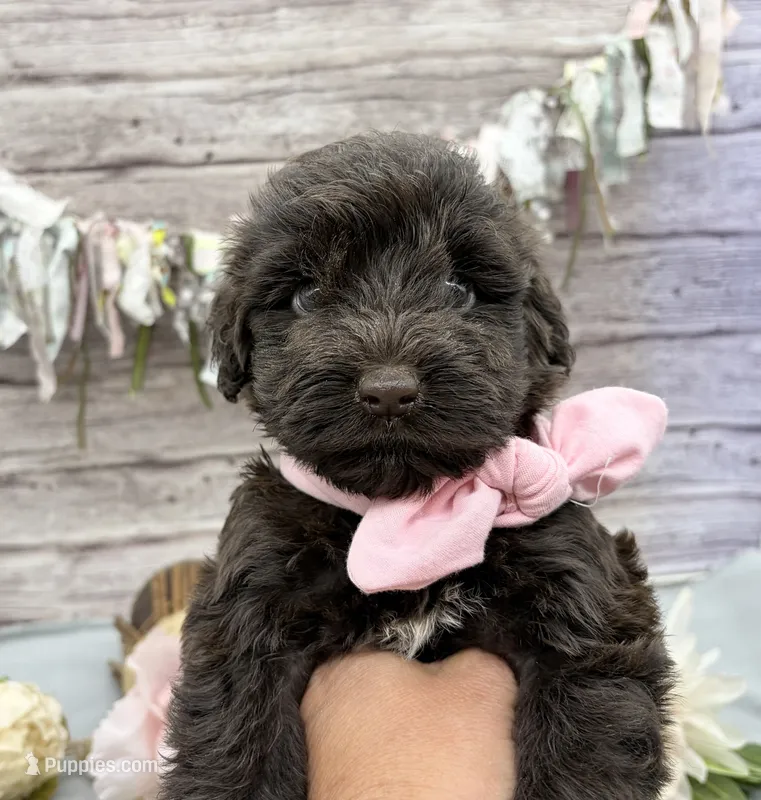 Faith – Portuguese Water Dog puppy for sale in Rogers, OH