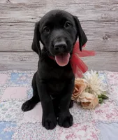 Misty, a female Labrador Retriever for sale in Rogers, OH – 1 of 7