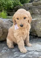Sandy, a female Goldendoodle for sale in Rogers, OH – 4 of 5