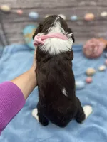 Jessie, a female English Springer Spaniel for sale in Rogers, OH – Photo 4 of 4