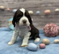 Jessie, a female English Springer Spaniel for sale in Rogers, OH – Photo 2 of 4