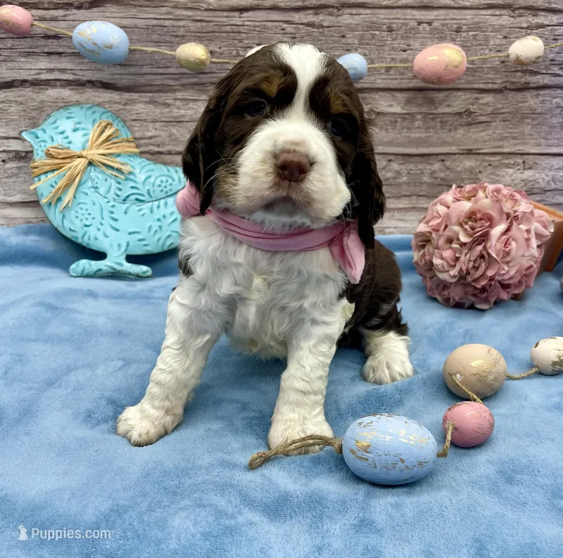 Jessie, a female English Springer Spaniel for sale in Rogers, OH – Photo 1 of 4