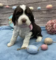 Jessie, a female English Springer Spaniel for sale in Rogers, OH – Photo 3 of 4