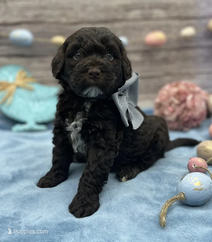 Beau – Portuguese Water Dog puppy for sale in Rogers, OH