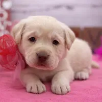Winona, a female Labrador Retriever for sale in Rogers, OH – Photo 2 of 3