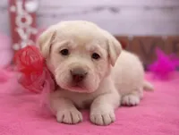 Winona, a female Labrador Retriever for sale in Rogers, OH – Photo 1 of 2