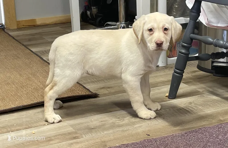 Winona – Labrador Retriever puppy for sale in Rogers, OH