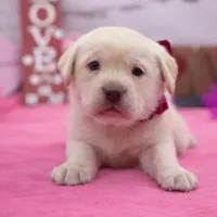 Winona, a female Labrador Retriever for sale in Rogers, OH – Photo 3 of 3