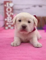 Winona, a female Labrador Retriever for sale in Rogers, OH – Photo 2 of 2