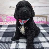 Stewart, a male Springer Doodle for sale in Rogers, OH – Photo 2 of 2