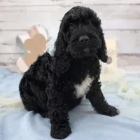 Stewart, a male Springer Doodle for sale in Rogers, OH – Photo 1 of 2