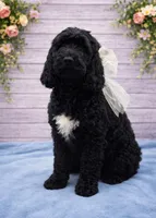 Stewart, a male Springer Doodle for sale in Rogers, OH – 1 of 3