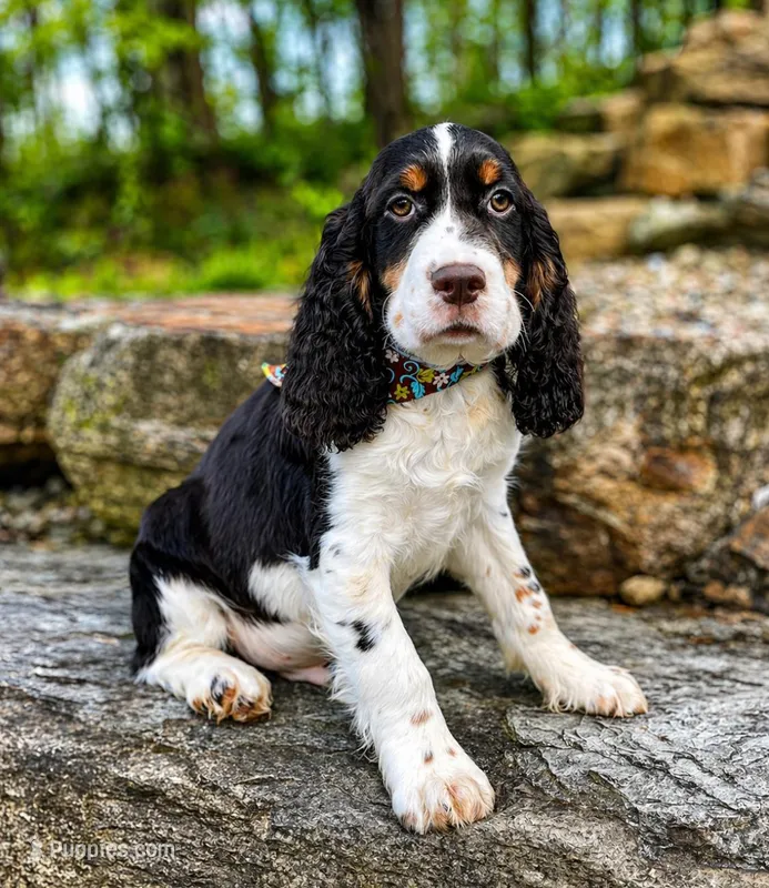 Dante – English Springer Spaniel puppy for sale in Rogers, OH