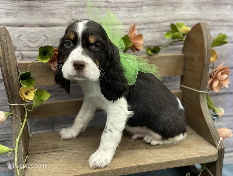 Dante – English Springer Spaniel puppy for sale in Rogers, OH