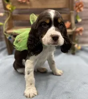 Dante, a male English Springer Spaniel for sale in Rogers, OH – 6 of 10