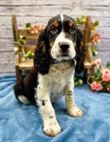 Dante, a male English Springer Spaniel for sale in Rogers, OH – 2 of 10