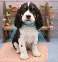 Dante, a male English Springer Spaniel for sale in Rogers, OH – 4 of 10