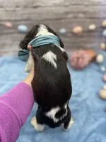 Dante, a male English Springer Spaniel for sale in Rogers, OH – Photo 3 of 3