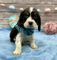 Dante, a male English Springer Spaniel for sale in Rogers, OH – Photo 2 of 3