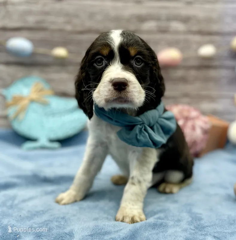 Dante – English Springer Spaniel puppy for sale in Rogers, OH