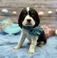 Dante, a male English Springer Spaniel for sale in Rogers, OH – Photo 1 of 3