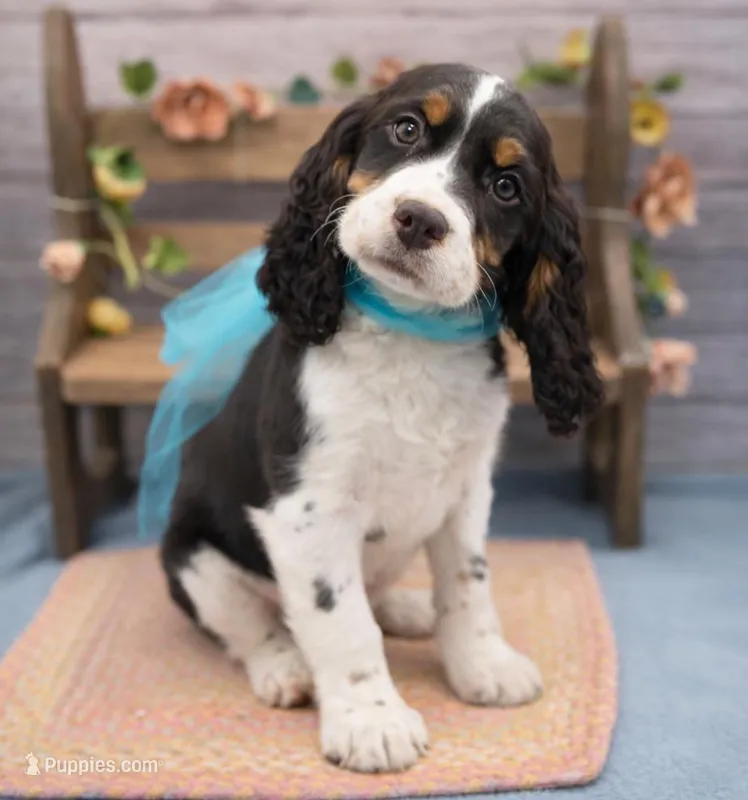 Dante – English Springer Spaniel puppy for sale in Rogers, OH