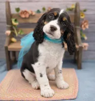 Dante, a male English Springer Spaniel for sale in Rogers, OH – 3 of 10