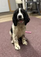 Alistair, a male English Springer Spaniel for sale in Rogers, OH – 1 of 5