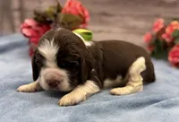 Diesel, a male English Springer Spaniel for sale in Rogers, OH – 3 of 6