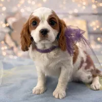 Shelby, a female Cavalier King Charles Spaniel for sale in Rogers, OH – Photo 1 of 6
