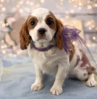 Shelby, a female Cavalier King Charles Spaniel for sale in Rogers, OH – Photo 1 of 6