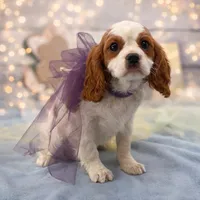 Shelby, a female Cavalier King Charles Spaniel for sale in Rogers, OH – Photo 6 of 6