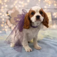 Shelby, a female Cavalier King Charles Spaniel for sale in Rogers, OH – Photo 6 of 6