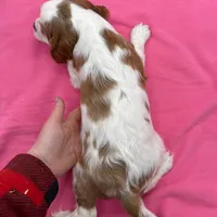 Shelby, a female Cavalier King Charles Spaniel for sale in Rogers, OH – Photo 4 of 6