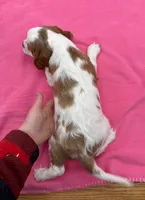 Shelby, a female Cavalier King Charles Spaniel for sale in Rogers, OH – Photo 4 of 6