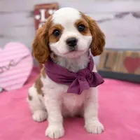 Shelby, a female Cavalier King Charles Spaniel for sale in Rogers, OH – Photo 2 of 6