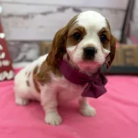 Shelby, a female Cavalier King Charles Spaniel for sale in Rogers, OH – Photo 3 of 6