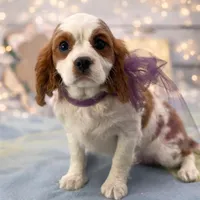 Shelby, a female Cavalier King Charles Spaniel for sale in Rogers, OH – Photo 5 of 6