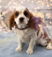 Shelby, a female Cavalier King Charles Spaniel for sale in Rogers, OH – Photo 5 of 6