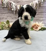 Felix, a male Portuguese Water Dog for sale in Rogers, OH – 6 of 7