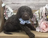 Kody, a male Springer Doodle for sale in Rogers, OH – 1 of 8