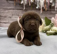 Eclipse, a female Labrador Retriever for sale in Rogers, OH – 1 of 1