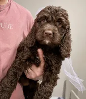 Kai, a female Springer Doodle for sale in Rogers, OH – 1 of 9