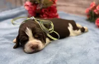 Diego, a male English Springer Spaniel for sale in Rogers, OH – 3 of 5